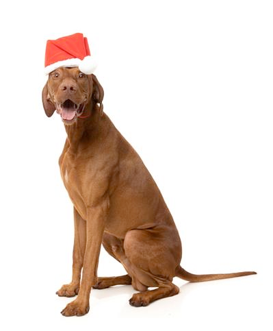 Santa Hat for Dogs and Cats