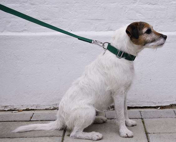 Dog Collar: Weave Cotton