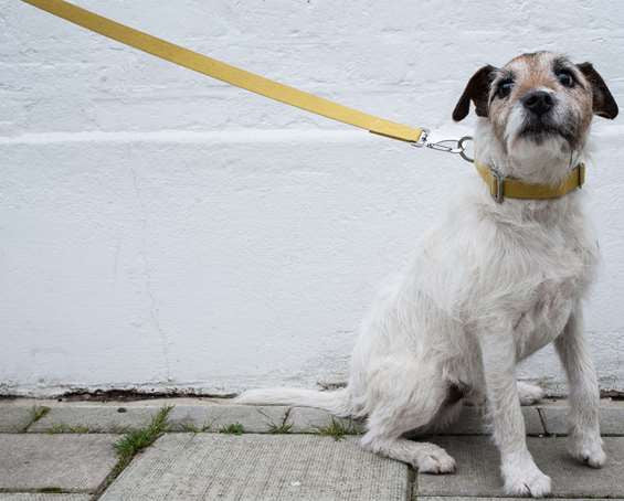 Dog Collar: Weave Cotton