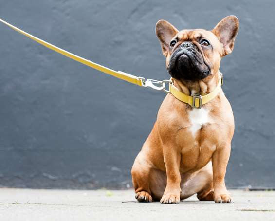 Dog Collar: Weave Cotton