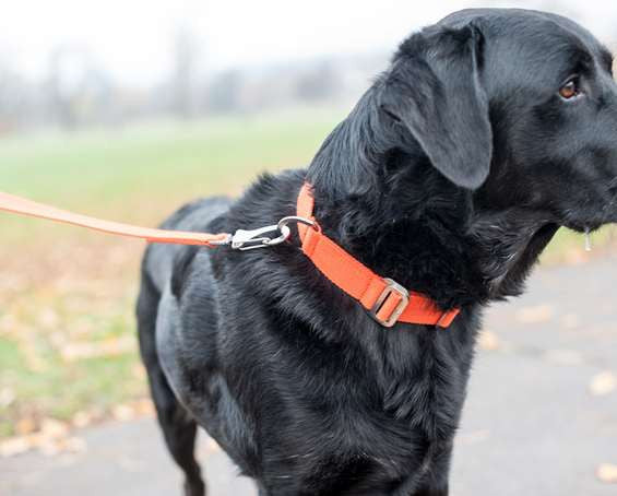Dog Collar: Weave Cotton