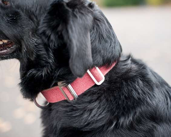 Dog Collar: Weave Cotton