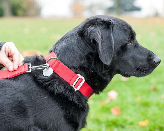 Dog Collar: Weave Cotton