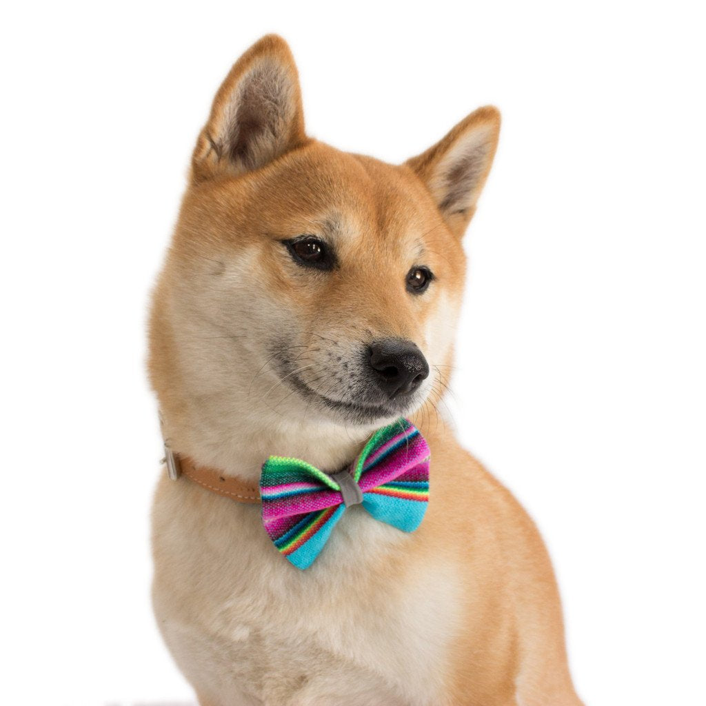 Hiro and Wolf Dog Bowtie Inca Blue