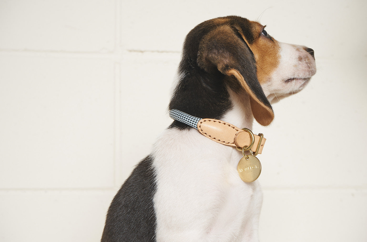 HowlPot We are Tight Rope Dog Collar Alaskan Blue