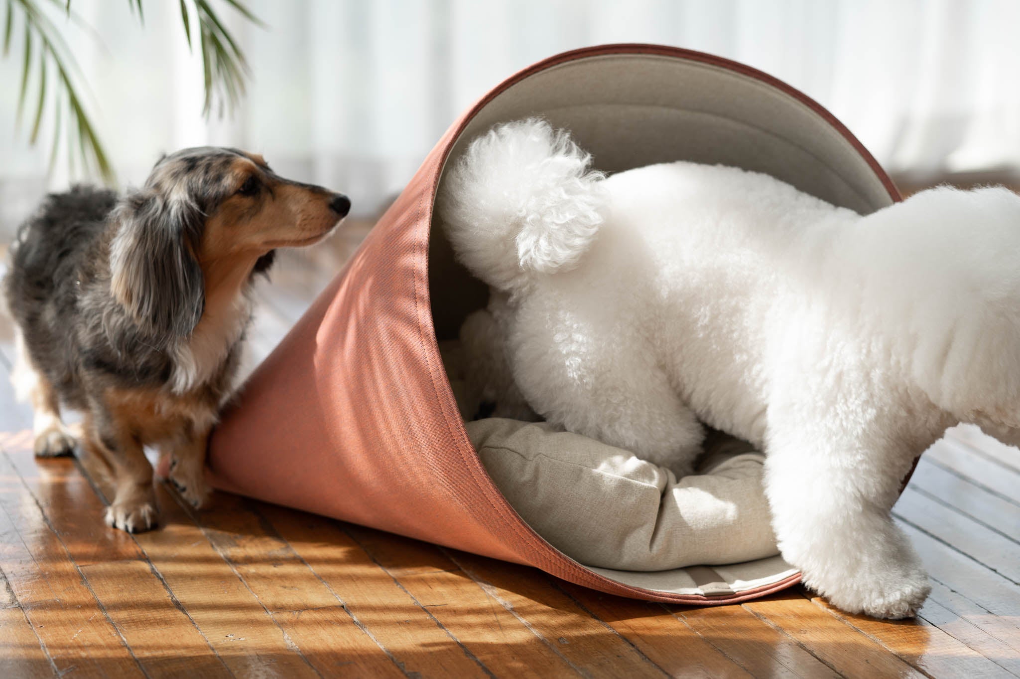 Howly Dog and Cat Bed in Red Carrot