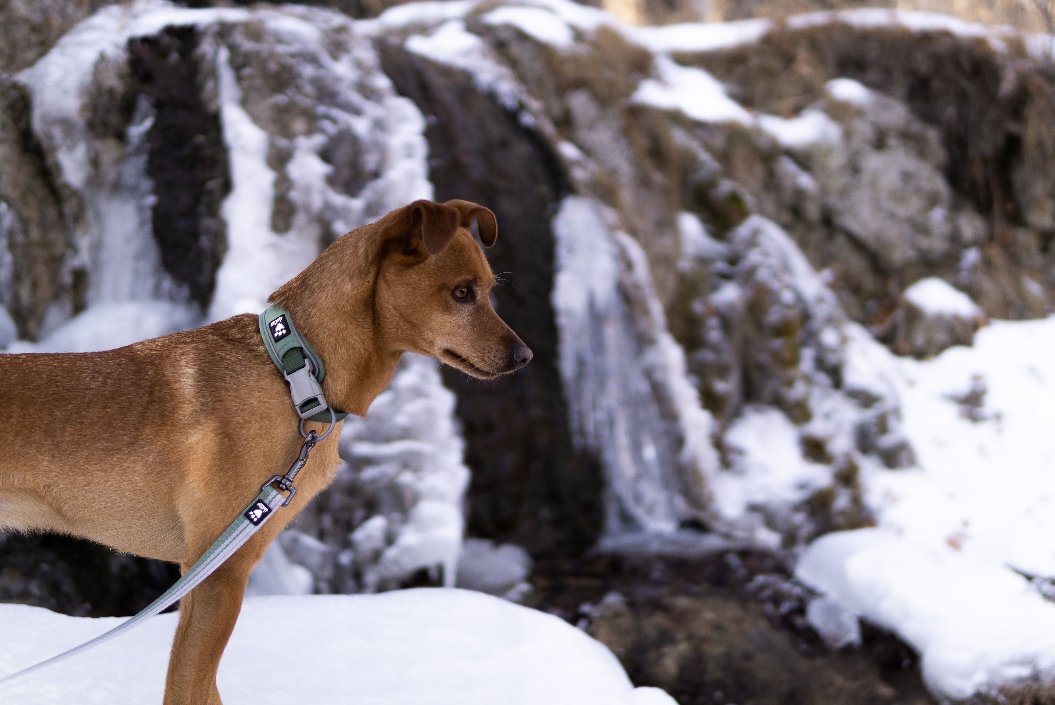 Hurtta Dog Collar: Weekend Warrior Eco, Hedge