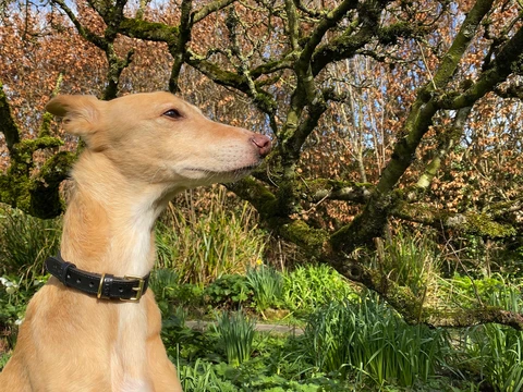 LISH Coopers Black Luxe Italian Leather Dog Collar