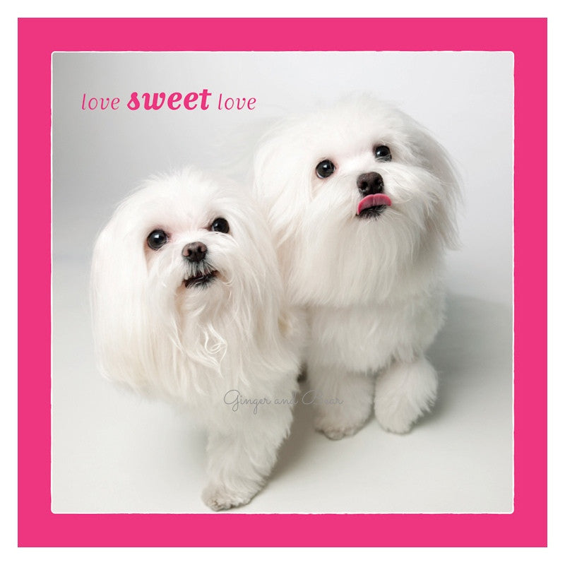 Love: Maltese Love Sweet