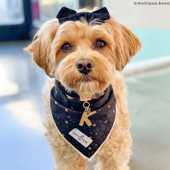 Lucy&Co Dog Bandana: The Aquarius