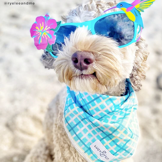 Lucy&Co Dog Bandana: The Richie