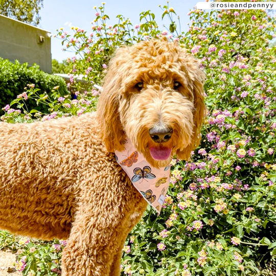 Lucy&Co Dog Bandana: The Yara