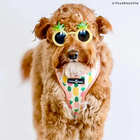 Lucy&Co Reversible Dog Harness: Poolside Chillin'