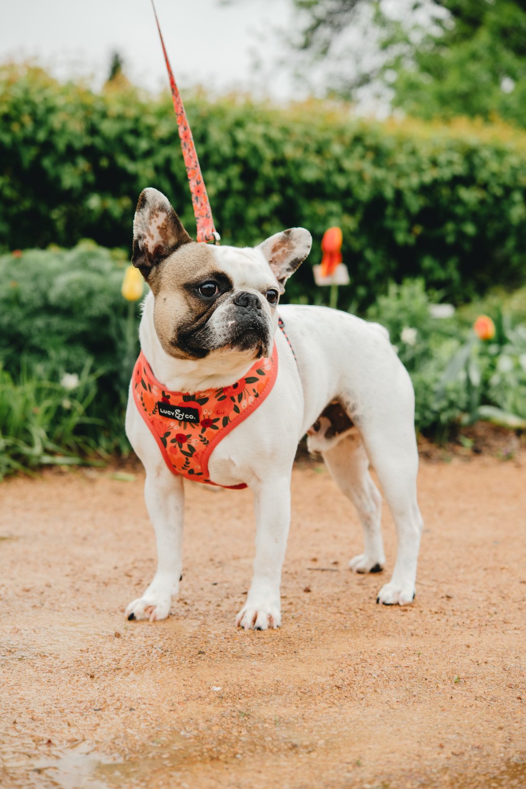 Lucy&Co Reversible Dog Harness: Posy Pink