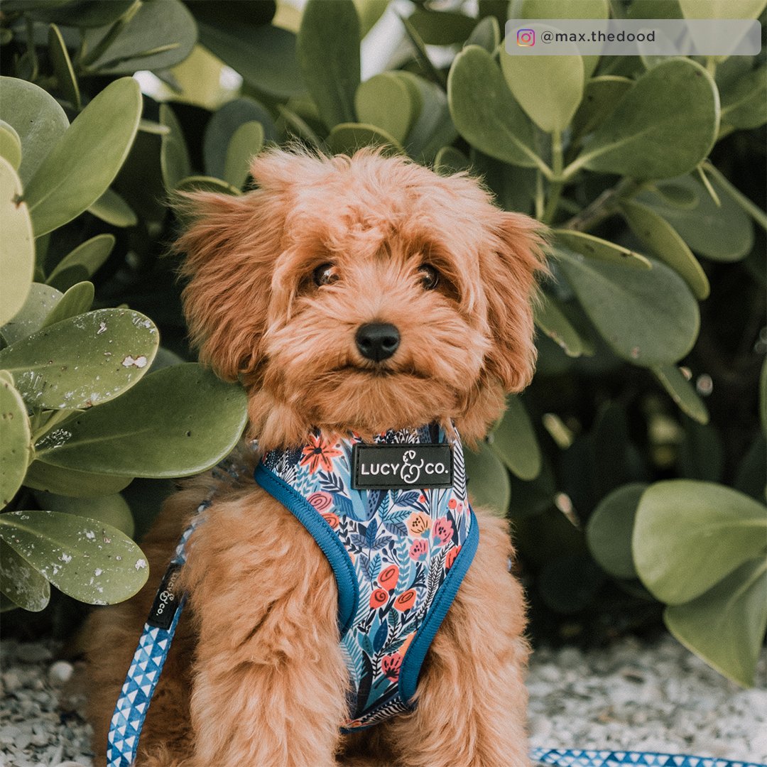 Lucy&Co Reversible Dog Harness: The Royal Garden