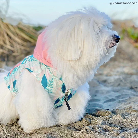 Lucy&Co Reversible Raincoat for Dogs, Minty Fresh Ginger and Bear