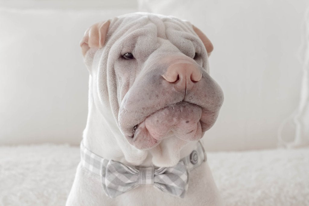 MaxBone Chloe Dog Bow Tie