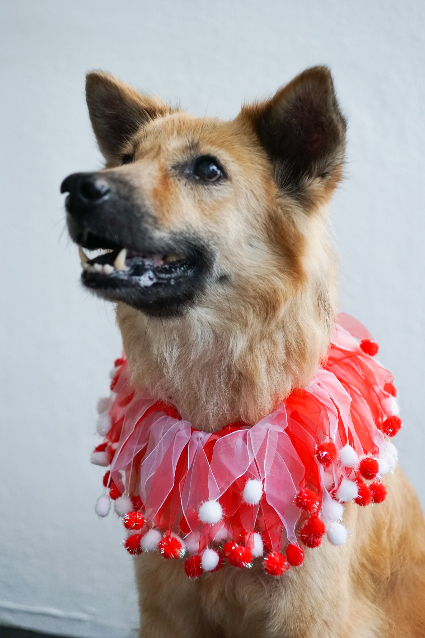 Fun Dog Neckwear, Candy Cane Fuzzy Wuzzy Smoocher