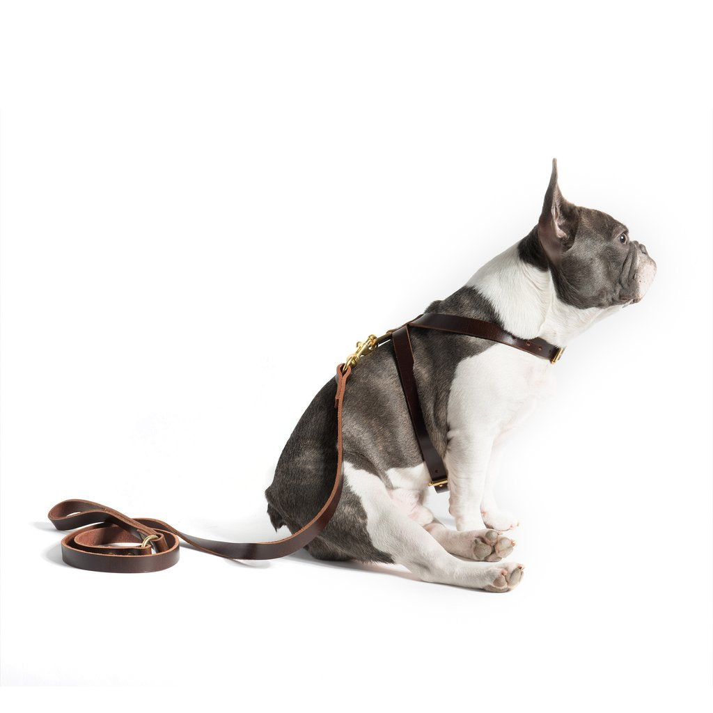 Mr Dog New York K harness and leash for Dogs