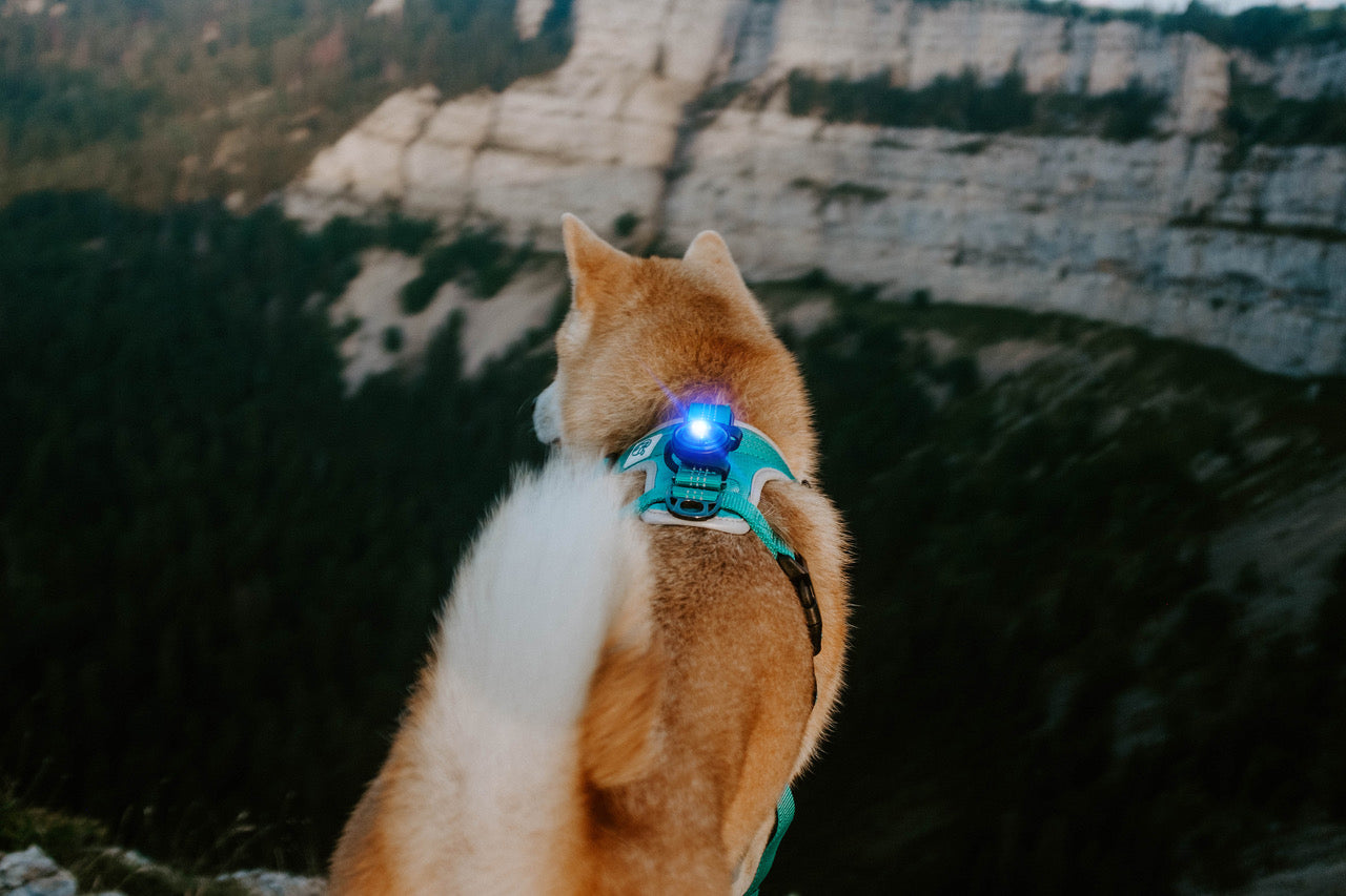 Orbiloc Dual LED Dog Safety Light, Blue