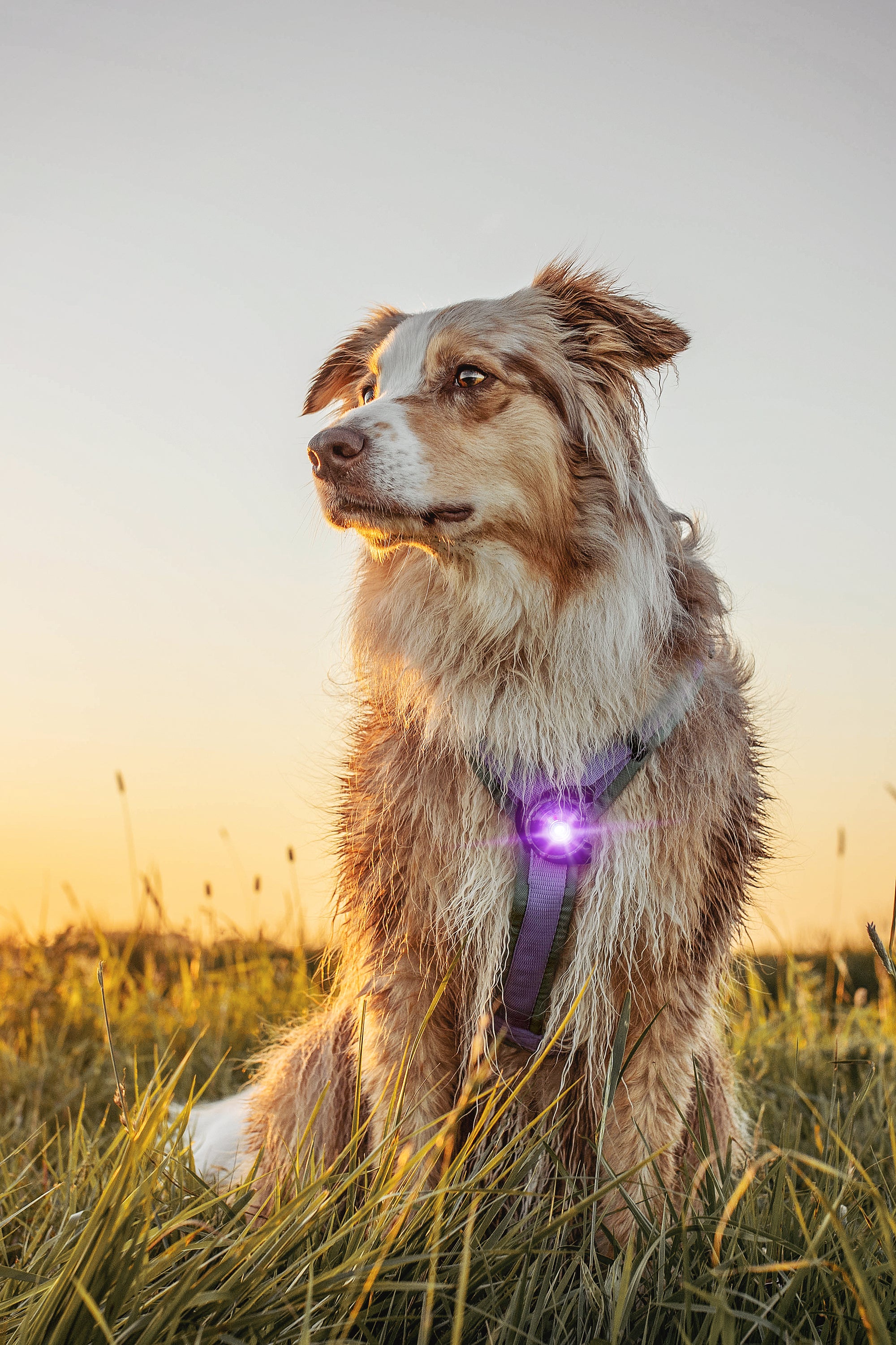 Orbiloc Dual LED Dog Safety Light, Purple