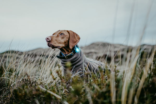 Orbiloc dog led safety light sale