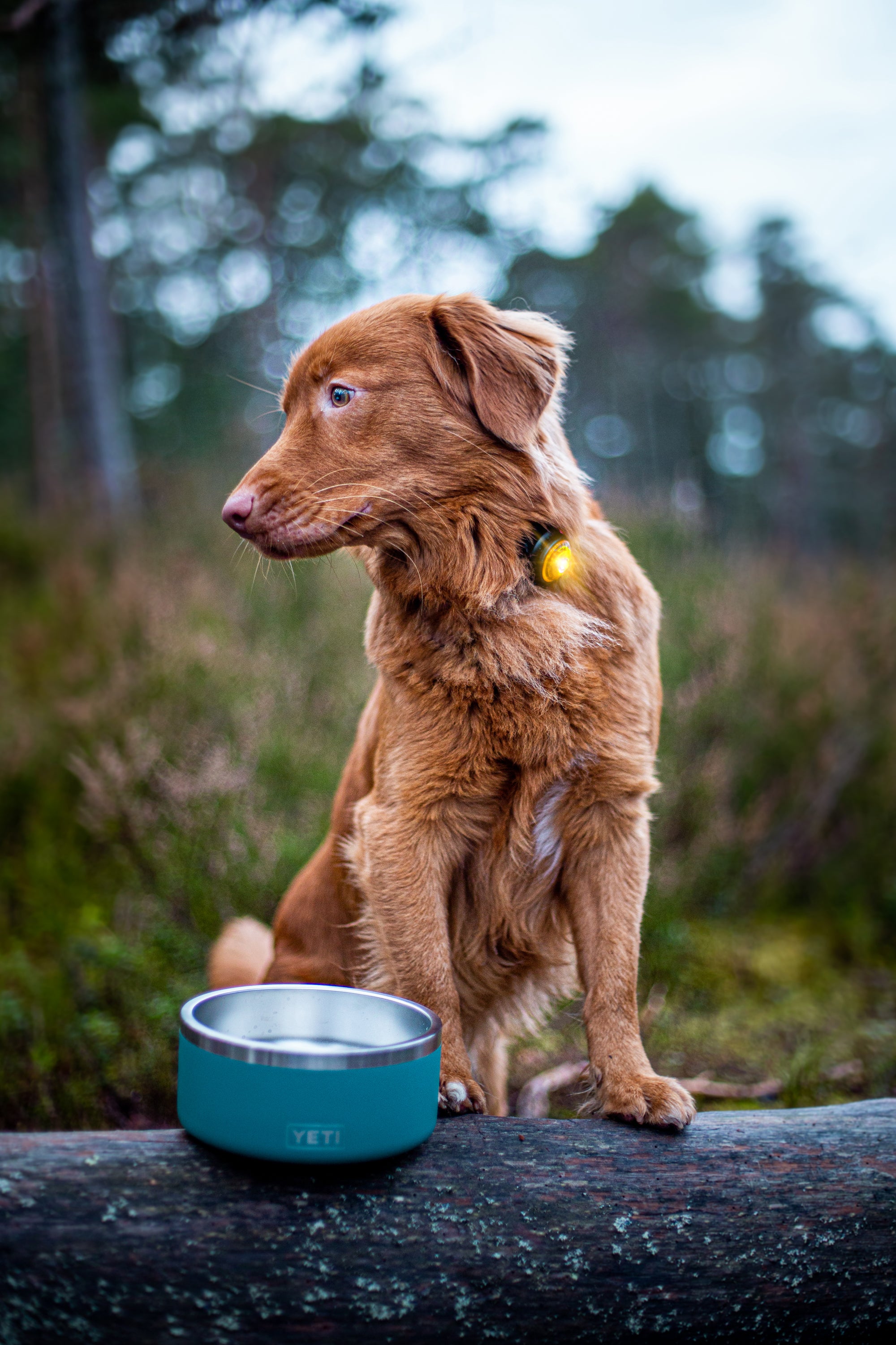 Orbiloc Dual LED Dog Safety Light, Yellow