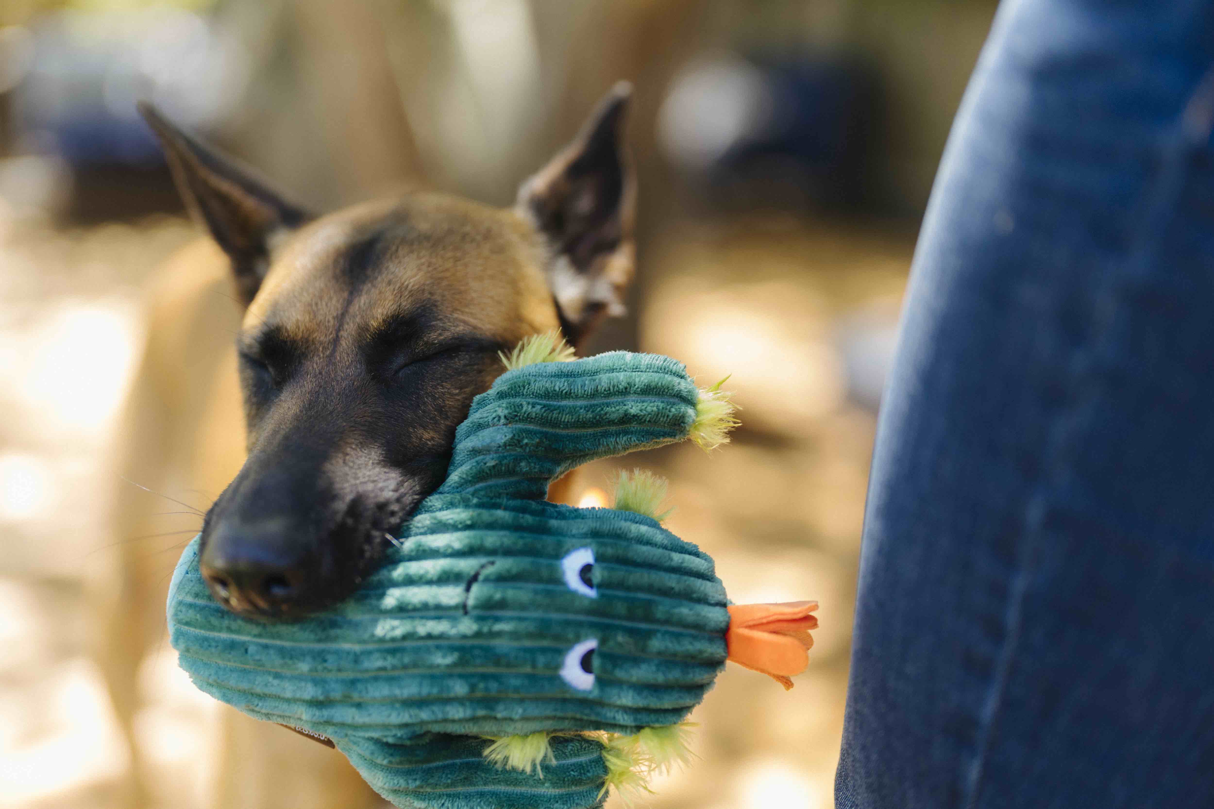 P.L.A.Y. Blooming Buddies Squeaky Plush Dog toys, Prickly Pup Cactus