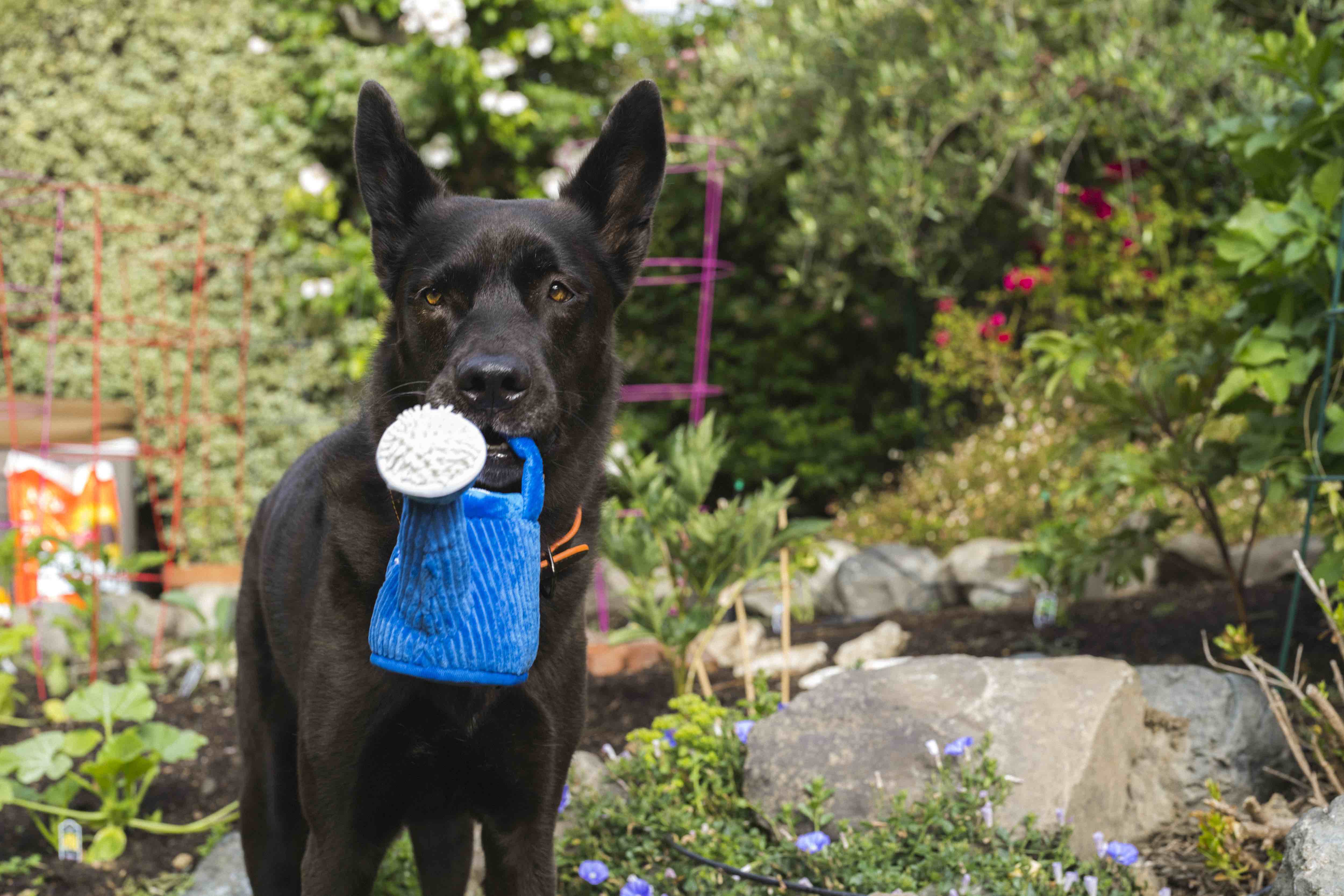 P.L.A.Y. Blooming Buddies Squeaky Plush Dog toys, Wagging Watering Can