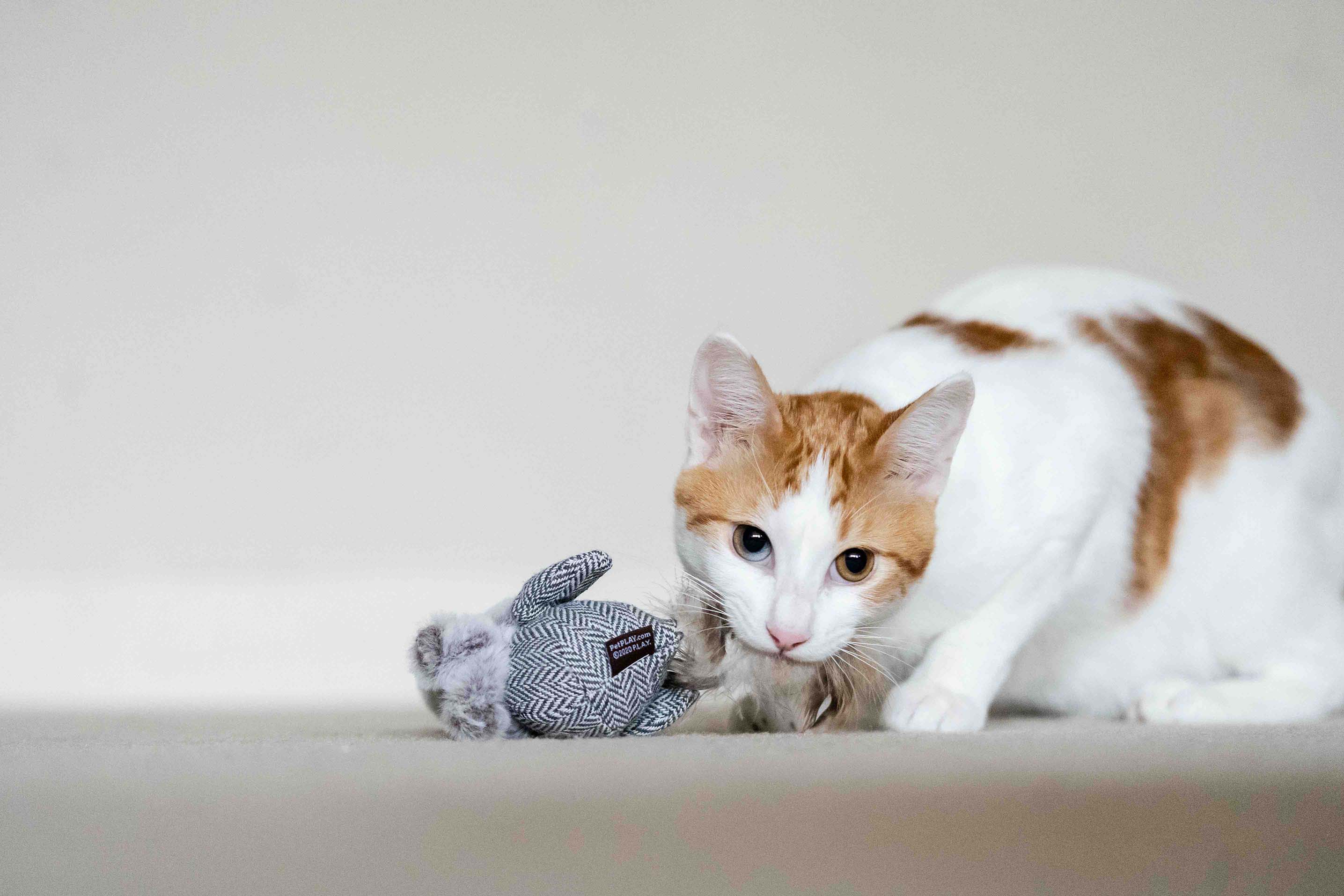 P.L.A.Y. Feline Frenzy, Catnip Toy set: Blissful Birdie