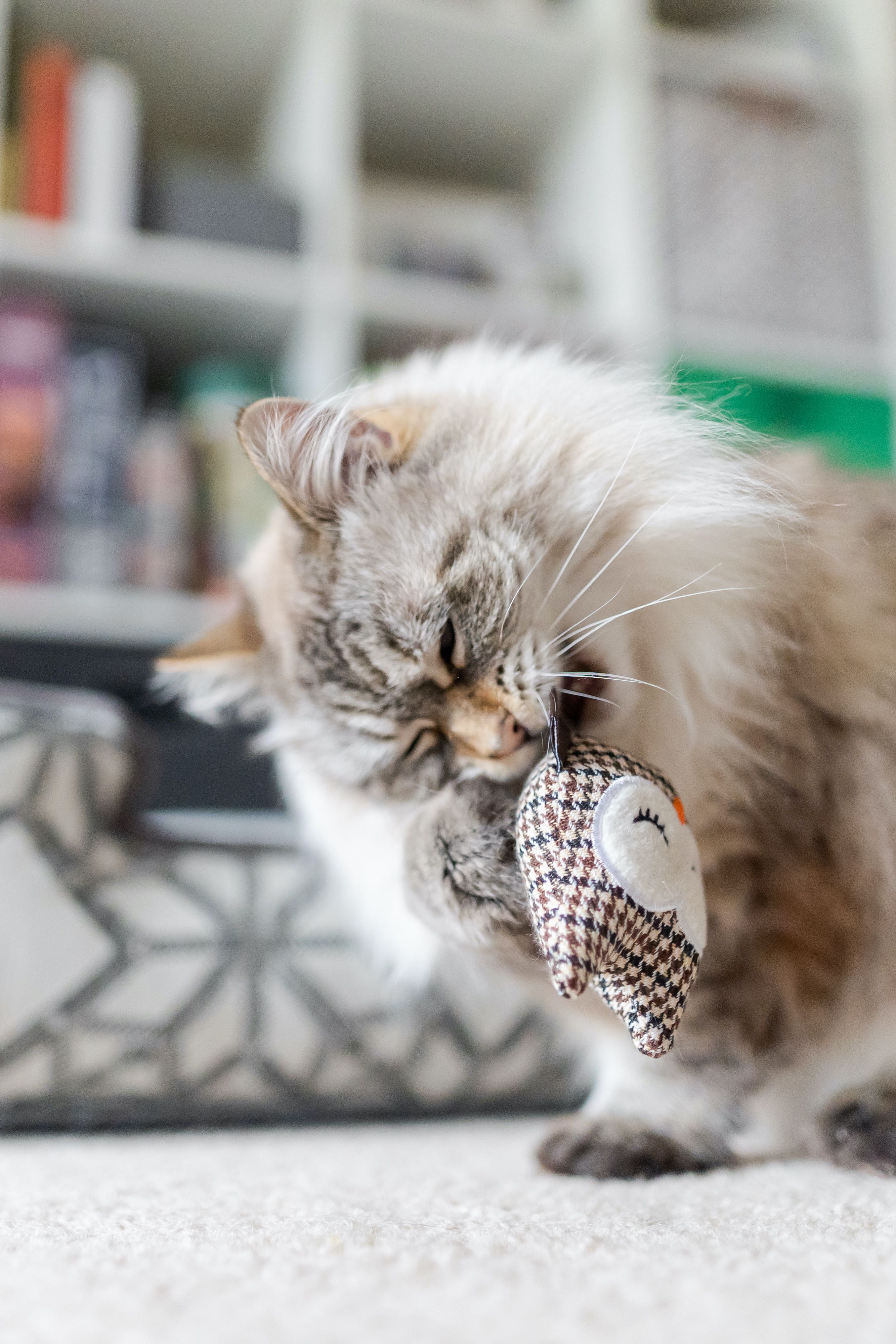 P.L.A.Y. Feline Frenzy, Catnip Toy set: Owls