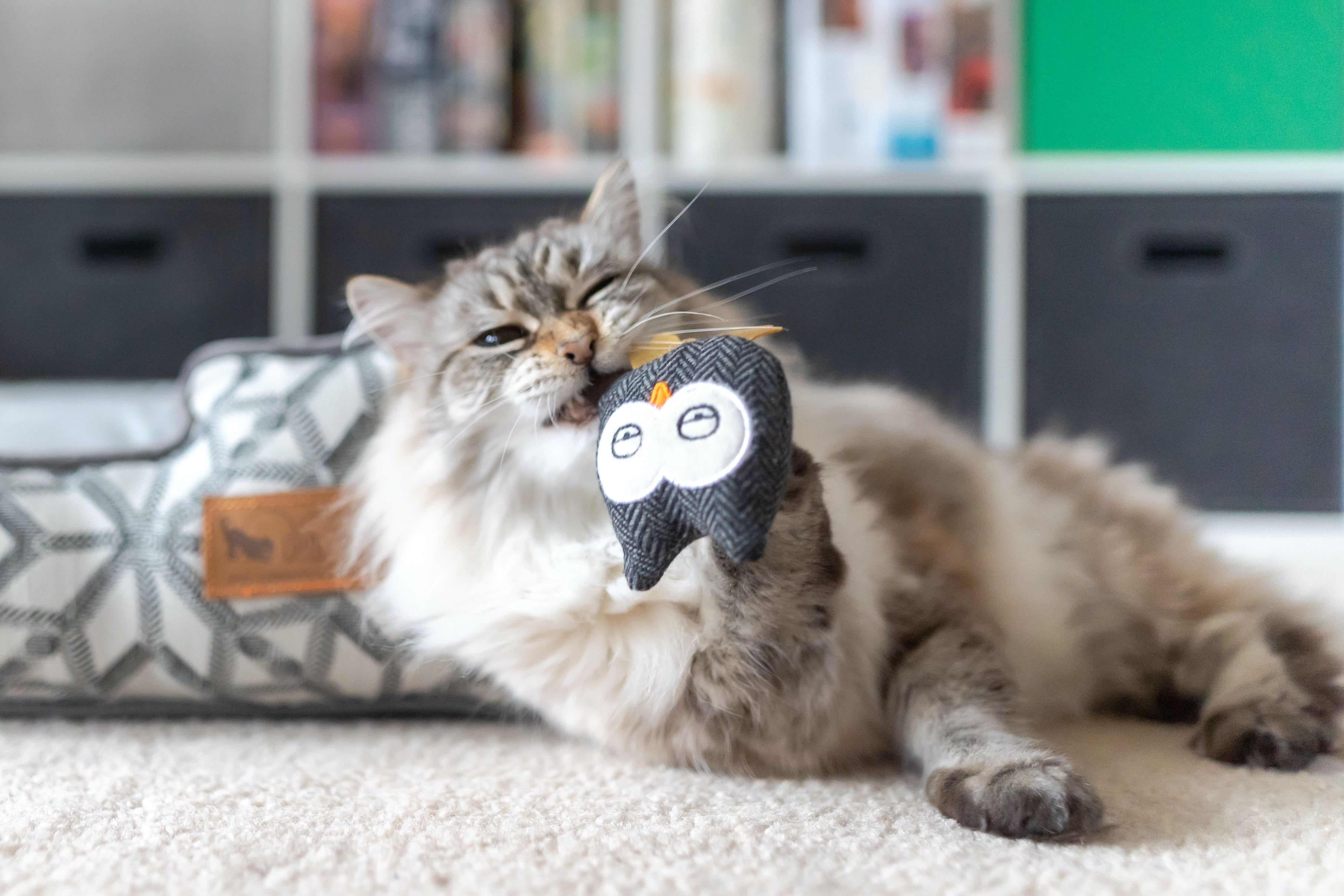 P.L.A.Y. Feline Frenzy, Catnip Toy set: Owls