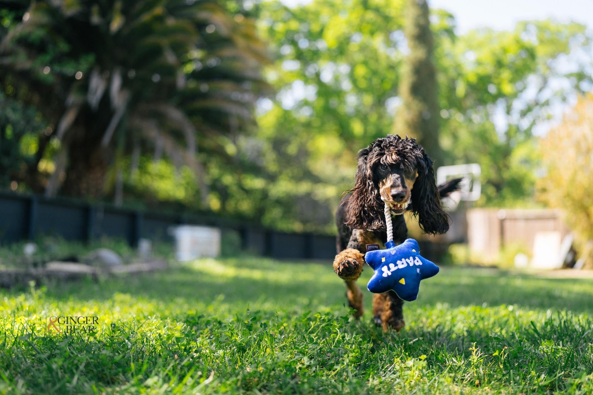 P.L.A.Y. MINI Party Time Plush Dog toys, Best Day Ever Balloon (mini sized)