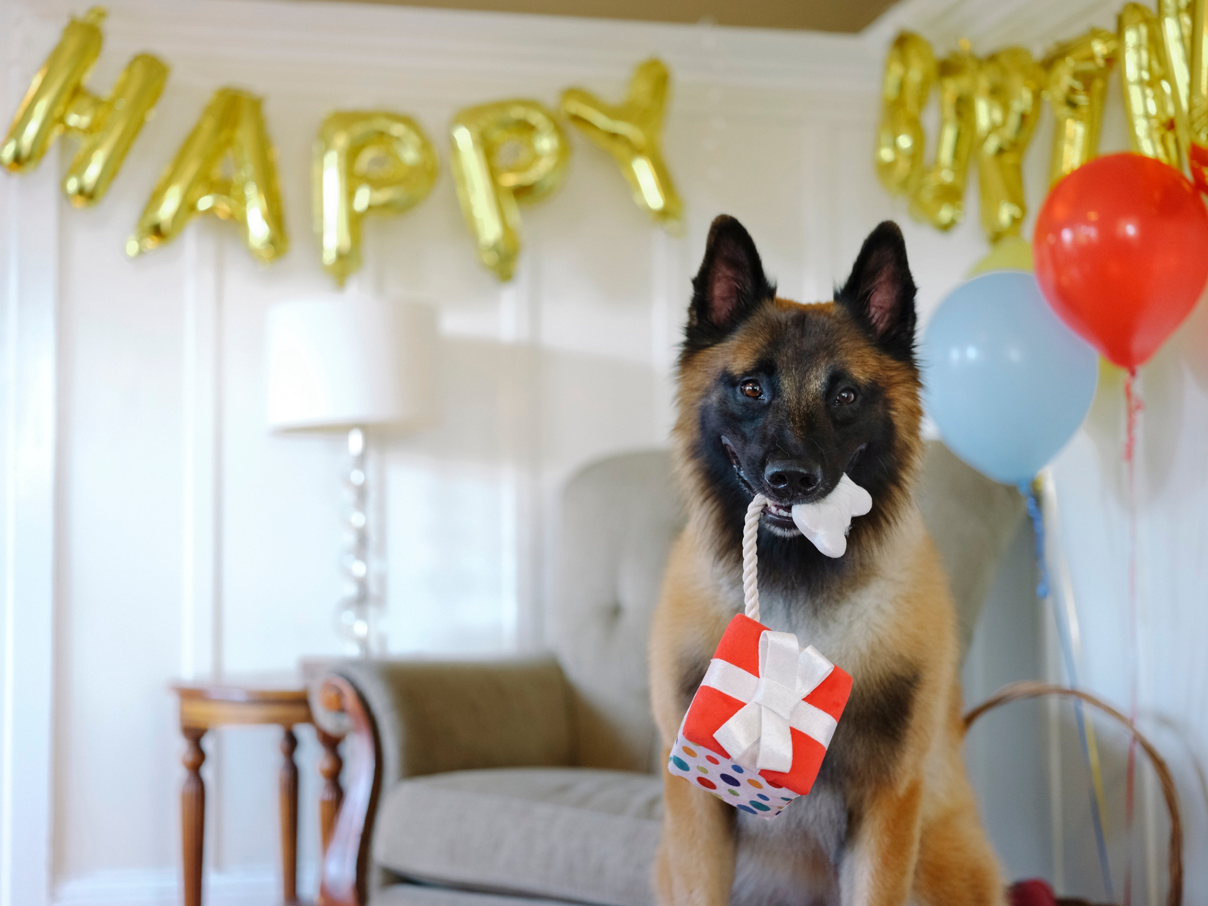 P.L.A.Y. Party Time Plush Dog toys, Pawfect Present