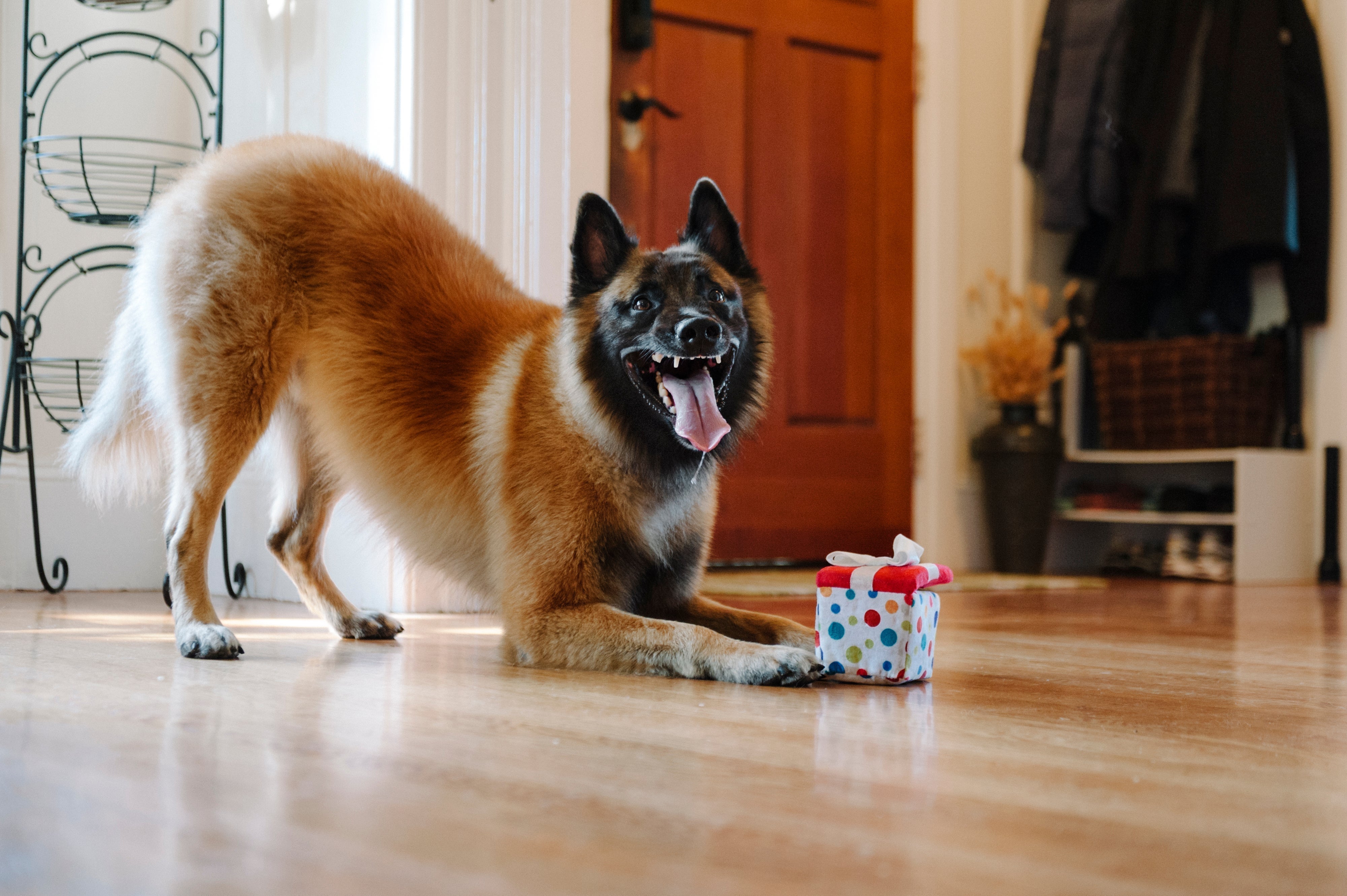 P.L.A.Y. Party Time Plush Dog toys, Pawfect Present