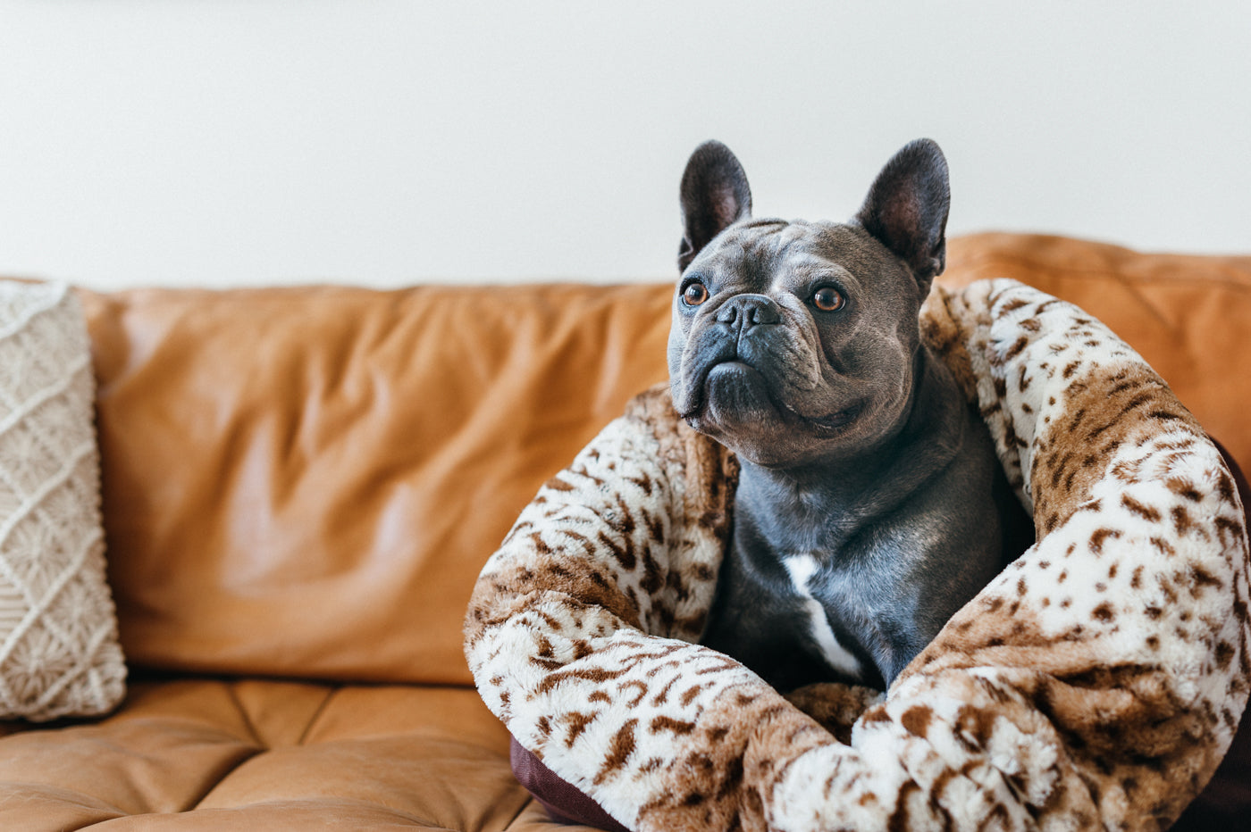 Snuggle Beds for Dogs and Cats: Leopard Brown