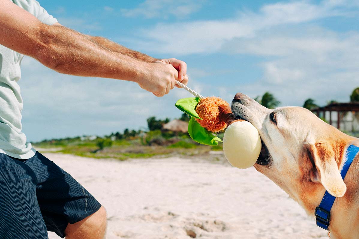 Tropical Paradise Squeaky Plush Dog toys, Puppy Palm