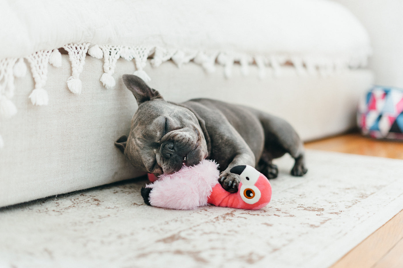 Fetching Flock Squeaky Plush Dog toys