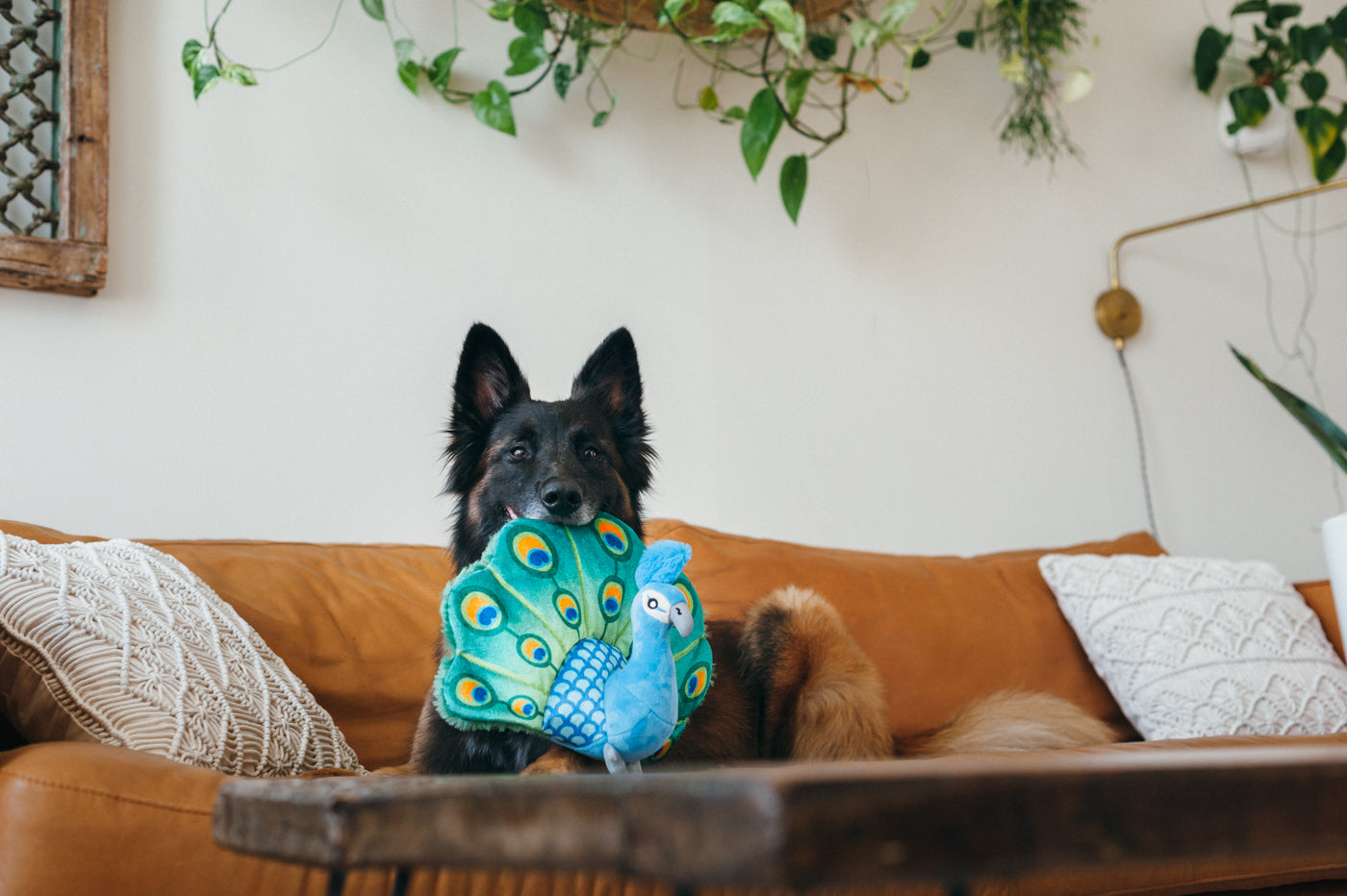 Fetching Flock Squeaky Plush Dog toys