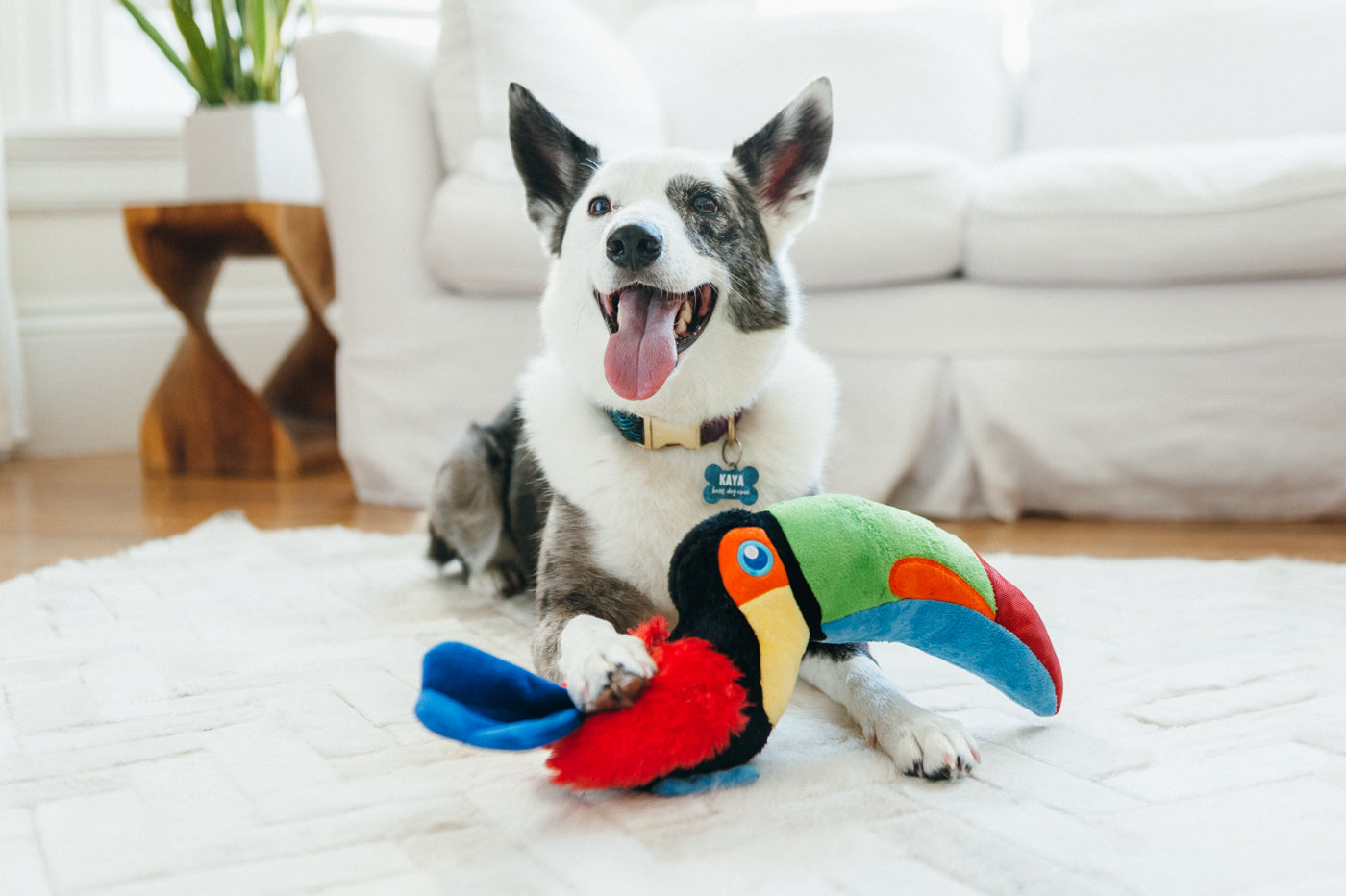 Fetching Flock Squeaky Plush Dog toys