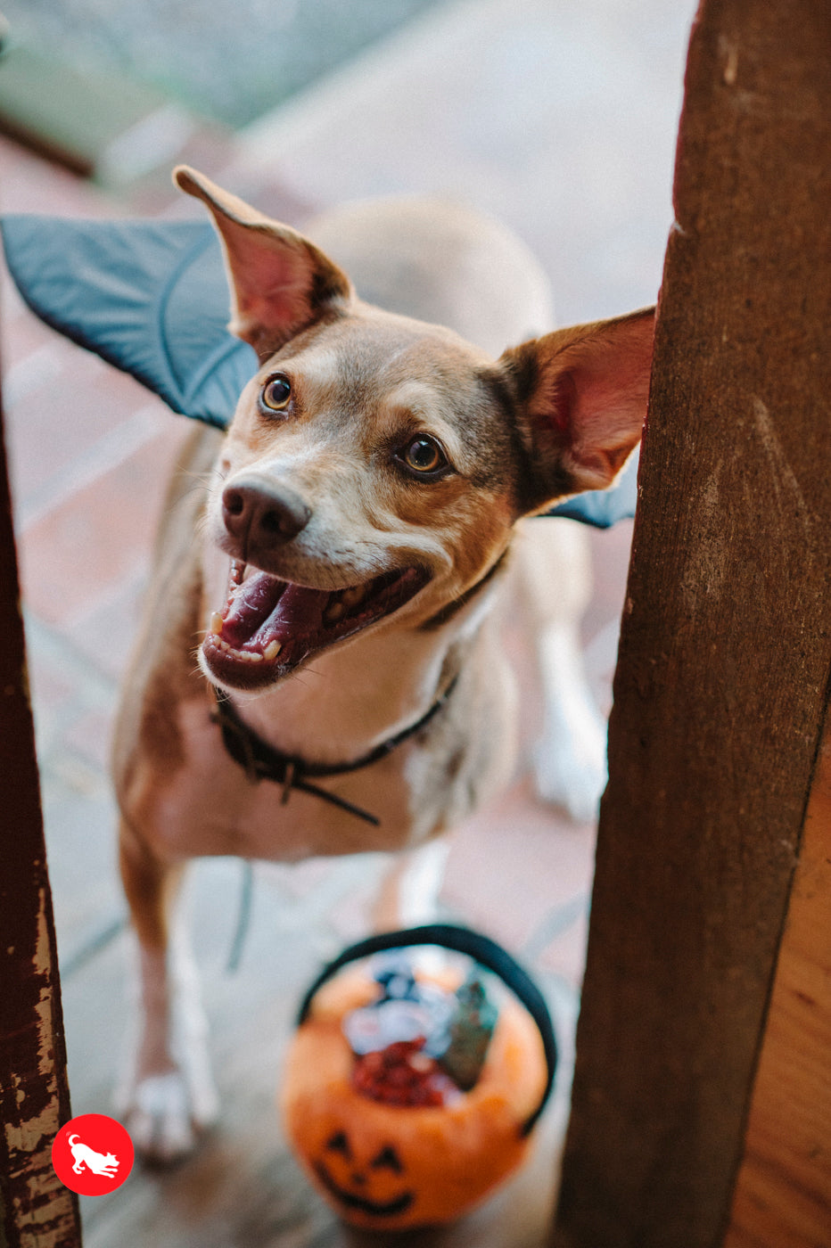 P.L.A.Y. Halloween Pumpkin Basket with Candies Plush Dog Toy