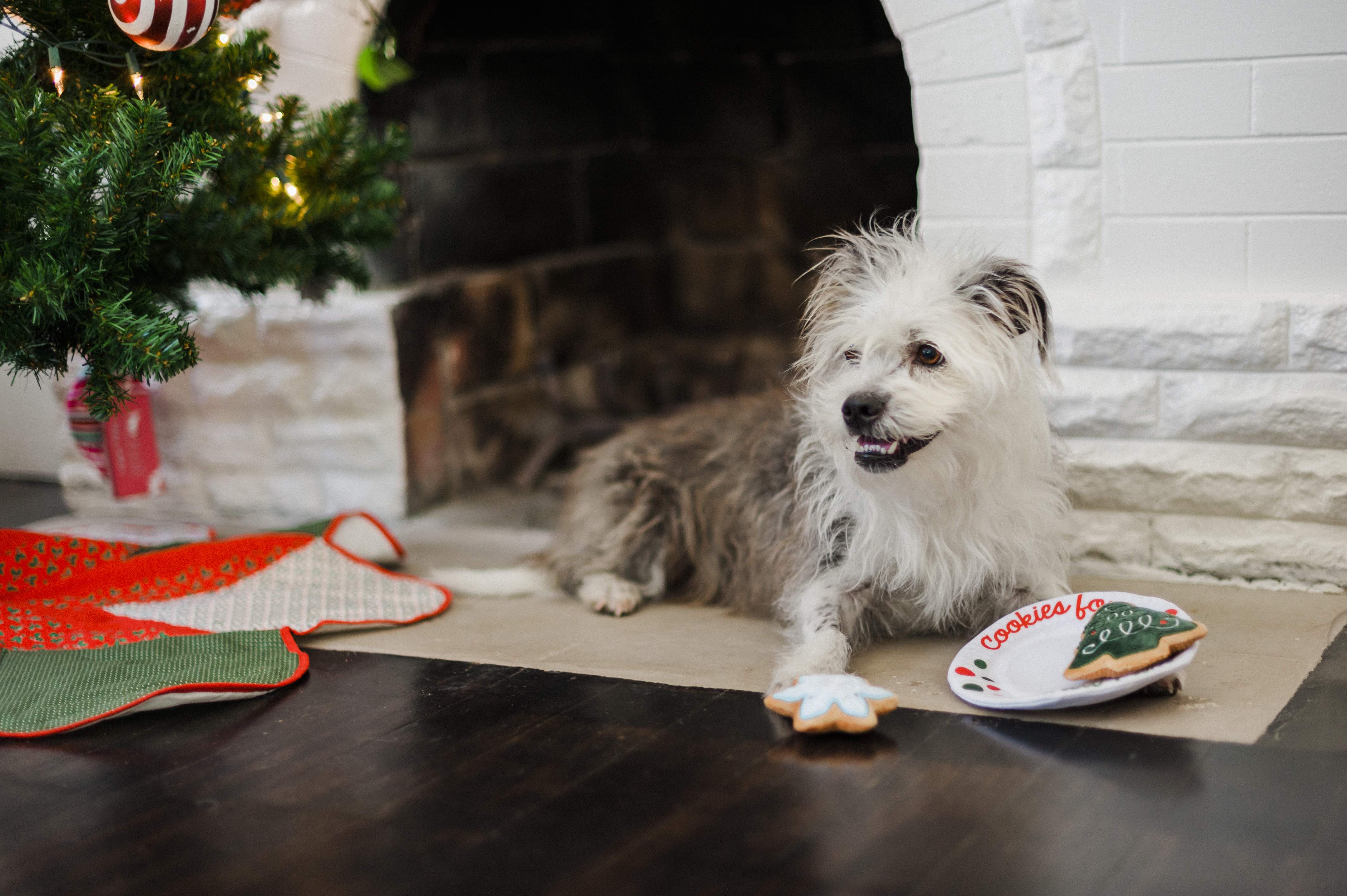P.L.A.Y. Merry Woofmas Dog Plush toys: Christmas Eve Cookies
