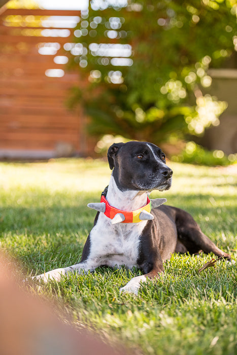 PLAY Biff the Dog SPIKED plush collar