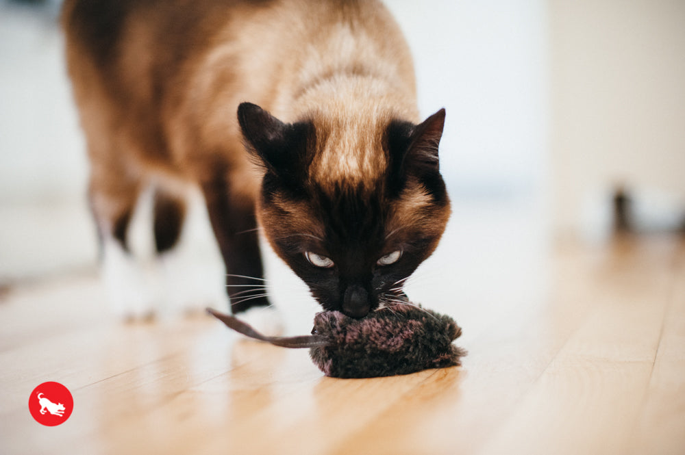 PLAY Feline Frenzy Catnip Toy Catch a Meowse