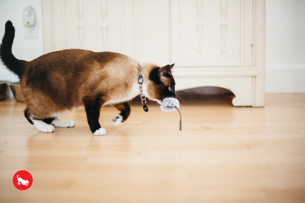 PLAY Feline Frenzy Catnip Toy Catch a Meowse