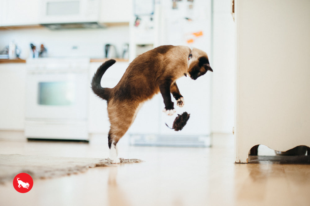 PLAY Feline Frenzy Catnip Toy Catch a Meowse