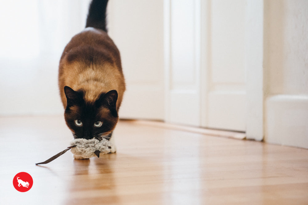 PLAY Feline Frenzy Catnip Toy Catch a Meowse