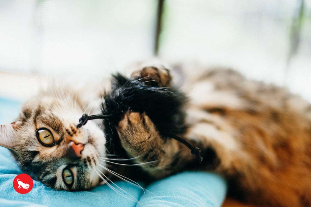 PLAY Feline Frenzy Catnip Toy Frisky Furball