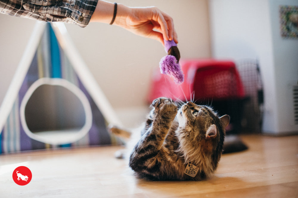 PLAY Feline Frenzy Catnip Toy Wiggly Wormies