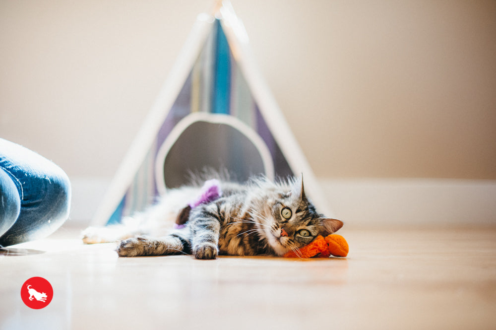 PLAY Feline Frenzy Catnip Toy Wiggly Wormies